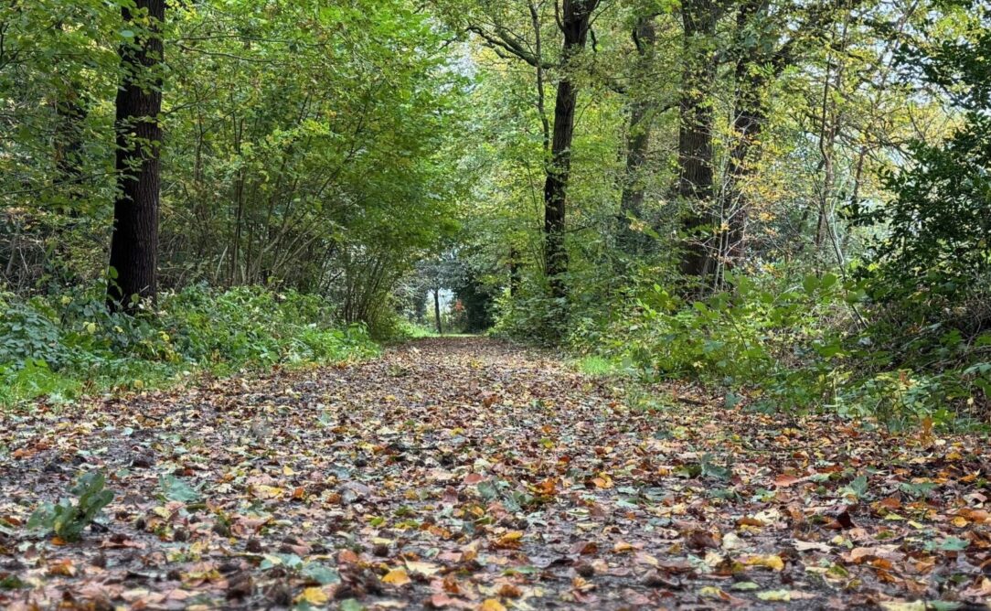 Rustige natuur met warm zonlicht